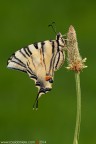 Iphiclides podalirius (Linnaeus, 1758) (Lepidoptera - Papilionidae)

Canon EOS 7D + Sigma 180mm f/3.5 EX DG HSM Macro

Suggerimenti e critiche sempre ben accetti

[url=http://www.rossidaniele.com/HR/_MG_8209copia-mdc-1500.jpg]Versione HR[/url]

www.rossidaniele.com