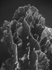 HardCoral
