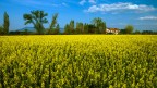 yellow sea