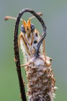 Melitaea didyma