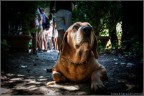 Bello cagnolino
