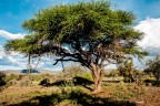 Africa 2