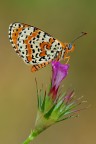 Melitea didyma