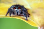 peccato non aver avuto un'ottica pi spinta, spero vi piaccia.