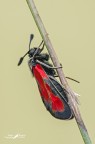 Zygaena Zygaena