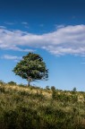Albero solitario