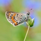 Polyommato Polyommato