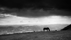 Monte Cucco (confine Umbria/Marche).
Cavalli allo stato brado, vento forte (zona partenza deltaplani), a dx stava arrivando un bel temporale e in fondo tutto sereno..