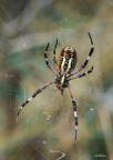 Argiope si mangia la mosca... Argiope si mangia la mosca...