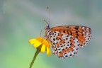 Melitaea Didyma