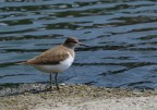 Piovanello tridattilo (Calidris alba)