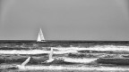 volo sincrono