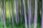 ALBERI