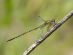 lestes virdis lestes virdis