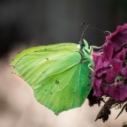 ..green..