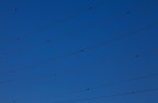 ..come rondini nel cielo..