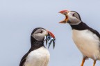 Puffin