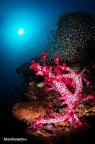 the landascape underwater