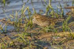 PISPOLA (ANTHUS PRATENSIS)