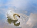 Pi che il cigno mi intrigano i cercho d'acqua... i riflessi in cui sembra specchiarsi...
