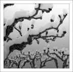alberi particolari