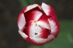 24X36 digitale.  Leica-R APO 100 Elmarit Macro f/2.8