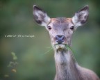 chiusi della verna e dintorni  

400mm 2.8