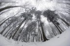 chiusi della verna  il bosco

16mm 2.8 fish