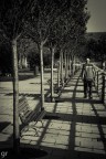il viale dell'alba