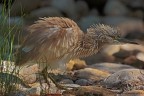 Sgarza ciuffetto spettinata