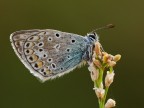 Polyommatus sp.