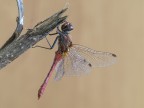 libellula