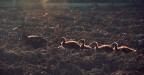 Imprinting