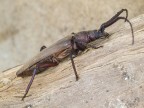 Aegosoma scabricornis (Scopoli, 1763)