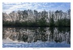 Cigno sul fiume