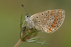 Ed ecco il profilo della  -fortunata- Licenide... la coccinella faceva capilino... La parte bassa delle ali era molto curva...quindi fuori dalla pdc utile.
Commenti e suggerimenti graditi.

http://postimg.org/image/hpcgz9dq3/full/