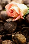 noci di rosa