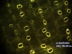 Cuticola di aglio con cristalli di ossalato fluorescenti in luce 465 nm, ingrandimento 250x