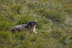 Marmotta