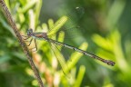 Chalcolestes viridis