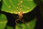 NIKON D7100
macro 105mm
ISO 100
TS 1/60 sec.
F16