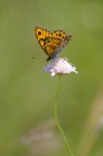 Mariposa