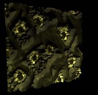 Cristalli fluorescenti di ossalato di calcio, presenti sotto la superficie della tunica.
Note: eccitazione con luce a 465 nm, singolo frame da filmato 3D, ingrandimento Leitz 400x