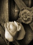 .::Flowers::.