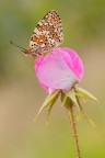 Melitaea phoebe