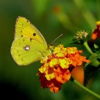 *** Farfallina ***