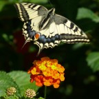 *** Lantana ***