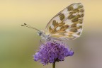 Pontia edusa