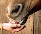 Amore Equino
