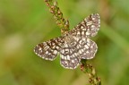 Rheumaptera hastata